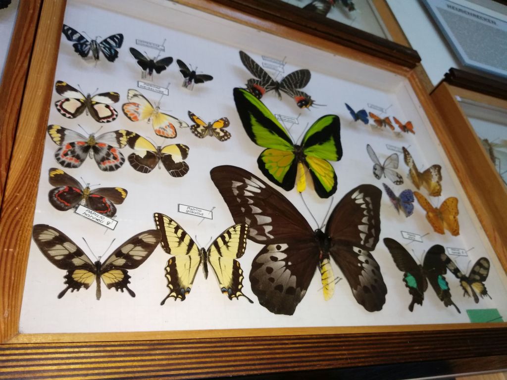 Das "rollende Insektarium" macht Halt am ASG