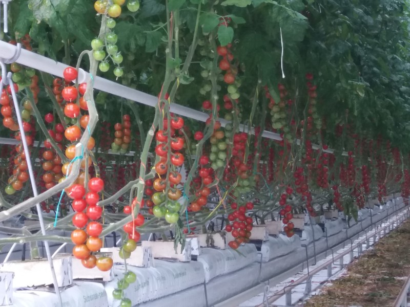 Technik aus Israel + Hybridpflanzen aus Holland = fr&auml;nkisches Gem&uuml;se