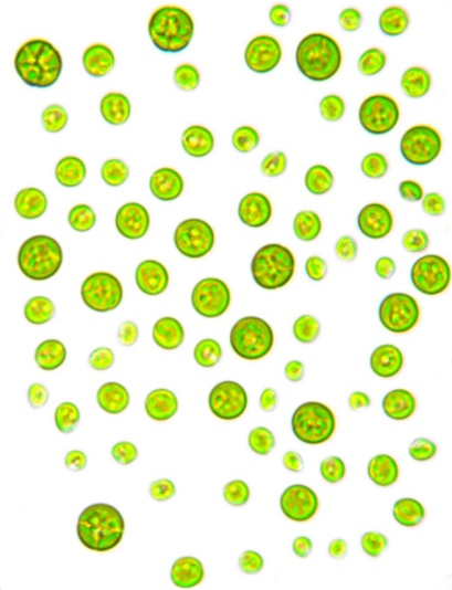 Allesk&ouml;nner Algen oder wie Algen unsere Zukunft retten k&ouml;nnen