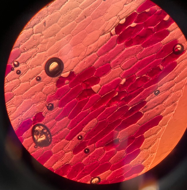 Mikroskopieren in der Q11