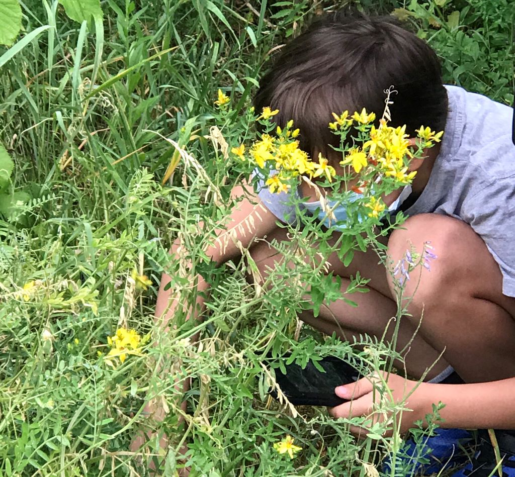 Insekten-Fotosafari der Klasse 5e auf dem Nordrasen, inspiriert von Paul Shiptons Insektenkrimi "Die Wanze".