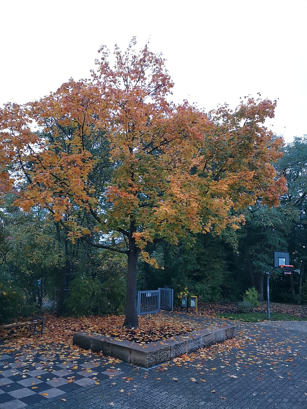 ASG in den Jahreszeiten
